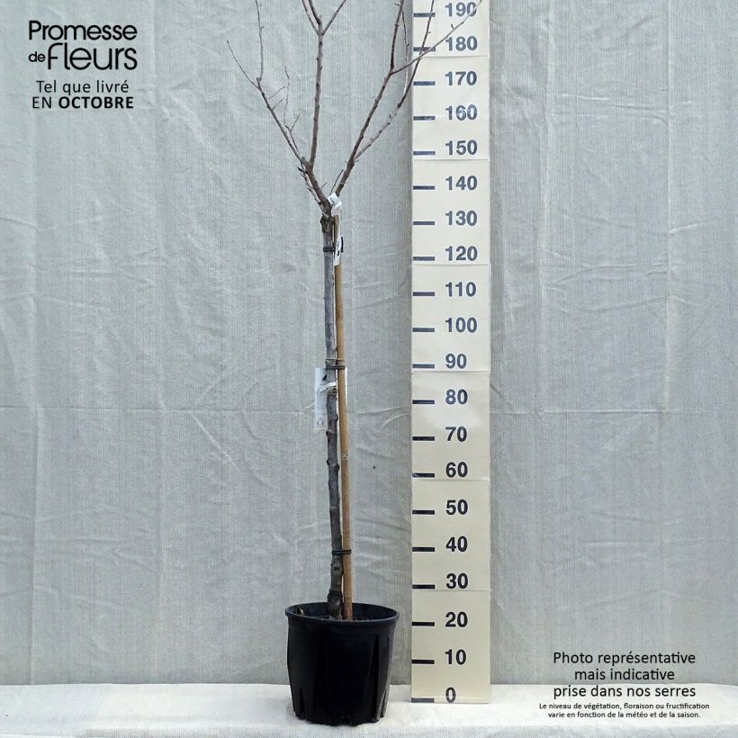 Prunus armeniaca Bulida Apricot Tree - Prunus armeniaca 7.5L/10L pot, Half standard sample as delivered in autumn