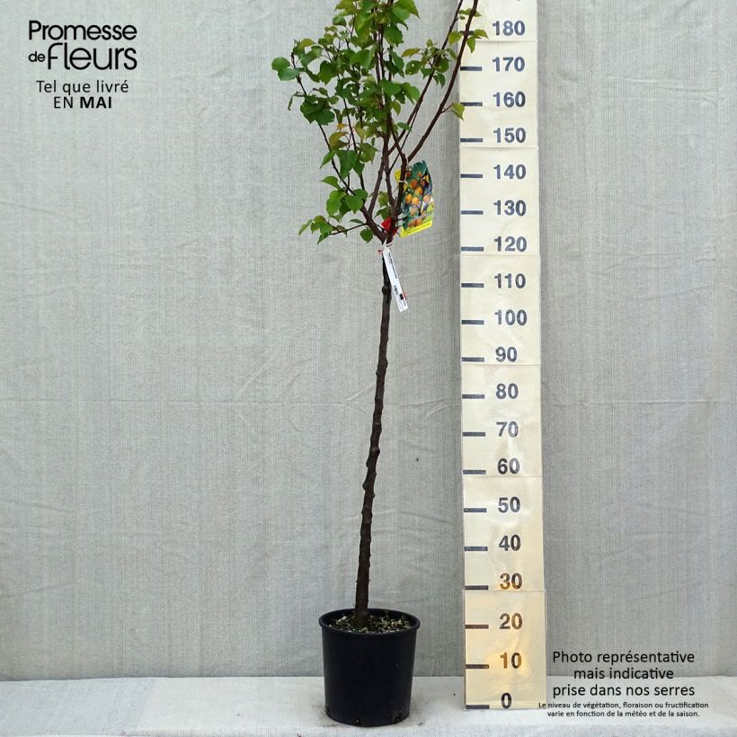 Prunus armeniaca Bulida Apricot Tree - Prunus armeniaca 7.5L/10L pot, Half standard sample as delivered in spring