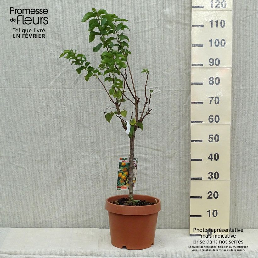 Prunus armeniaca Nanum - Apricot Tree 7.5L/10L pot, Dwarf sample as delivered in autumn