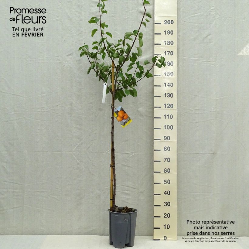 Prunus armeniaca Peche de Nancy - Apricot Tree 7.5L/10L pot, Half standard sample as delivered in autumn
