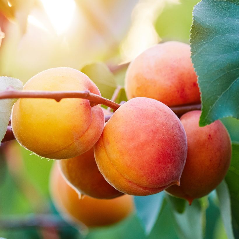 Prunus armeniaca Late Naked Bordaneil - Apricot Tree (Harvest)