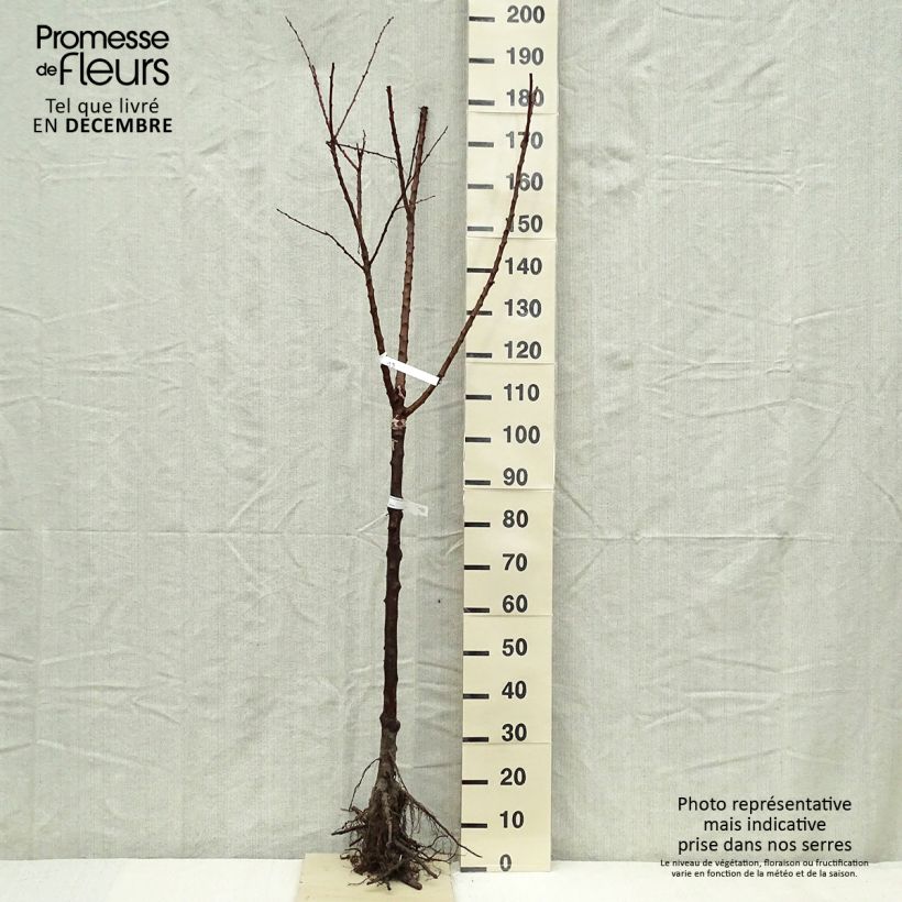 Prunus armeniaca Rouge du Roussillon - Georges Delbard Bare root, Half standard sample as delivered in winter