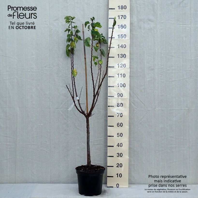 Prunus armeniaca Rouge du Roussillon - Apricot Tree 7.5L/10L pot, Goblet sample as delivered in autumn