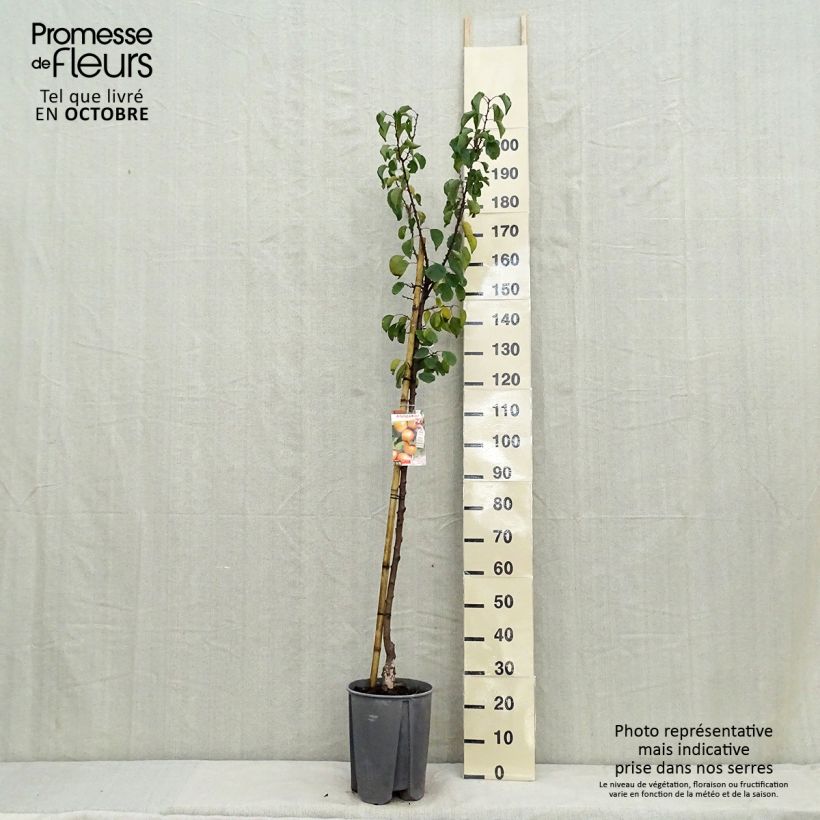 Prunus armeniaca Royal - Apricot Tree 7.5L/10L pot, Half standard sample as delivered in autumn