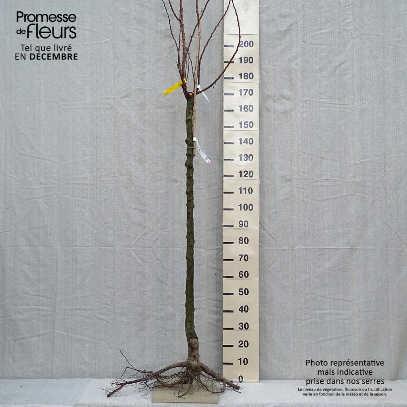Prunus armeniaca Royal - Apricot Tree Bare root, Half standard sample as delivered in winter