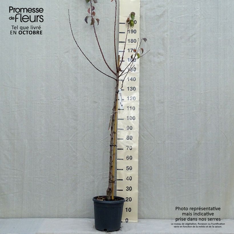 Prunus armeniaca Tardif de Tain Apricot Tree 7.5L/10L pot, Half standard sample as delivered in autumn
