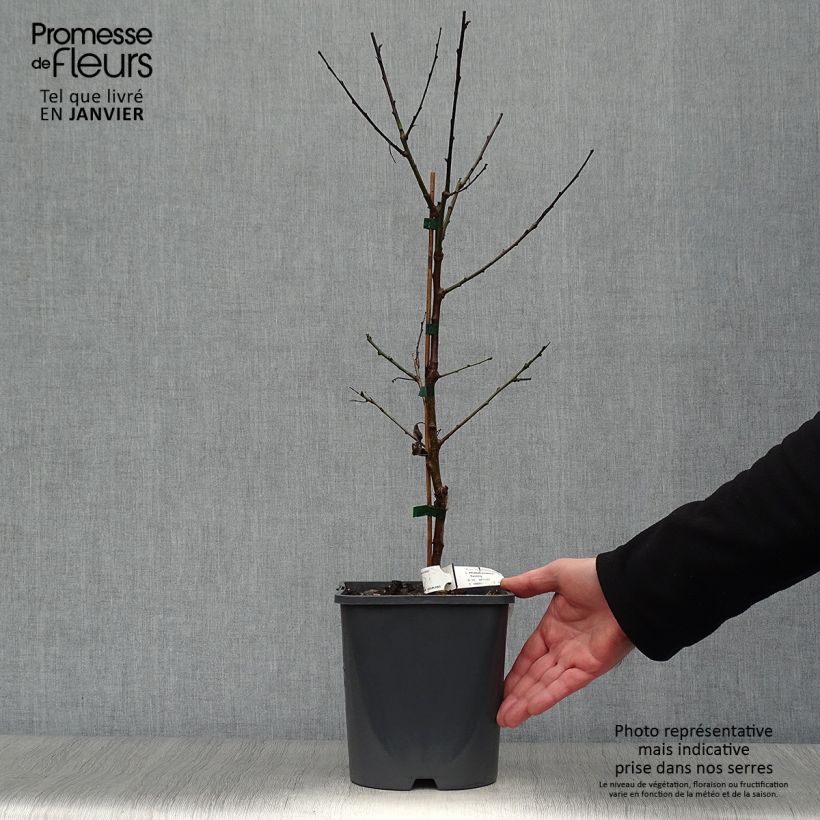 Prunus armeniaca Fruit Me Apricot Me Pending - Apricot Tree 4L/5L pot, Dwarf sample as delivered in winter