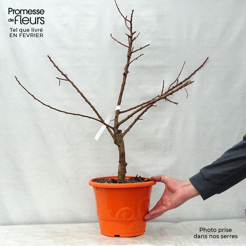 Prunus armeniaca Garden Aprigold - Apricot Tree 6L/7L pot, Dwarf sample as delivered in winter