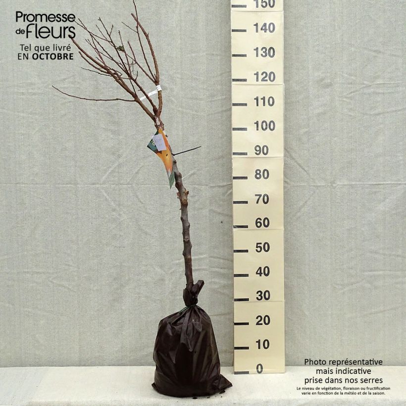 Prunus armeniaca Rustique Des Pyrénées - Apricot Tree Ready-to-plant root ball, Goblet sample as delivered in autumn