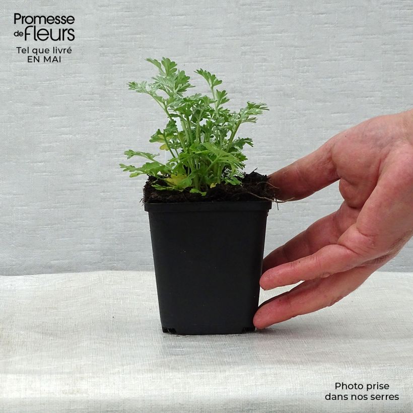 Common Wormwood - Artemisia absinthium 8/9 cm pot sample as delivered in spring