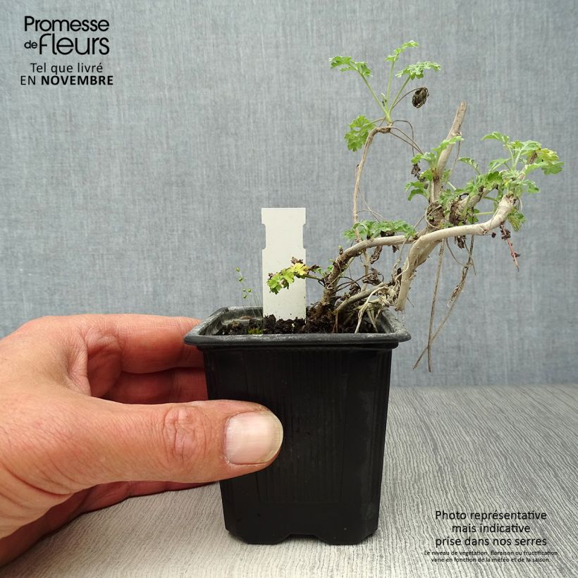 Common Wormwood - Artemisia absinthium 8/9 cm pot sample as delivered in autumn
