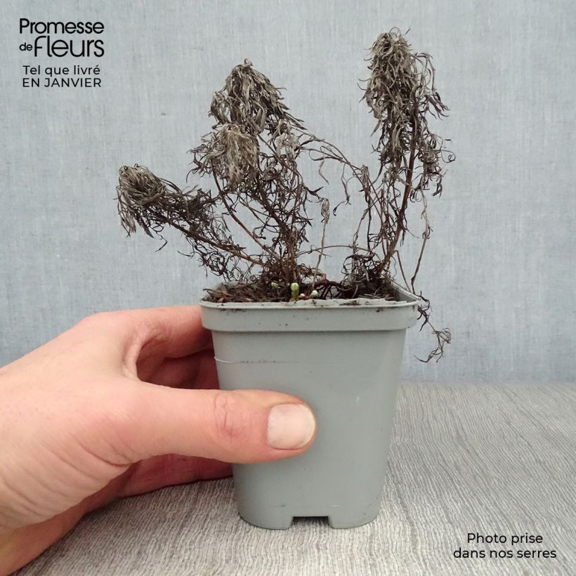 Artemisia stelleriana Boughton Silver 8/9 cm pot sample as delivered in winter