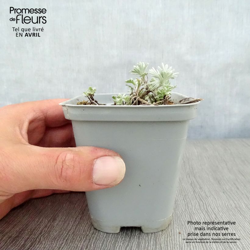 Artemisia stelleriana Boughton Silver 8/9 cm pot sample as delivered in spring