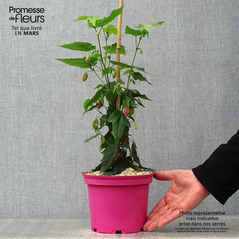 Abutilon x megapotamicum Pink Charm 3L/4L pot sample as delivered in spring