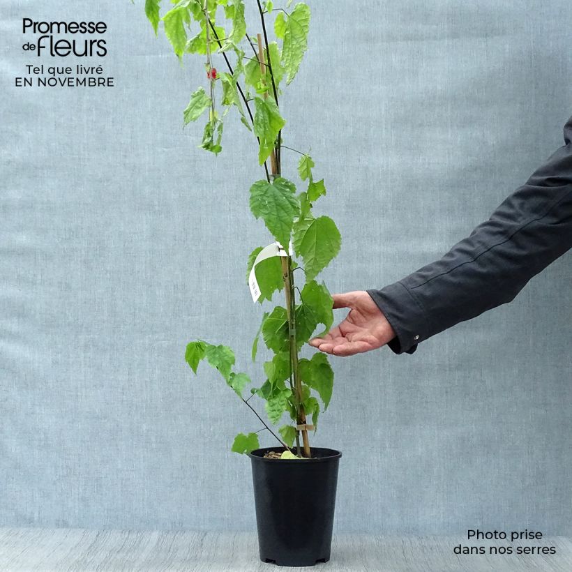 Abutilon  megapotamicum  3L/4L pot sample as delivered in autumn