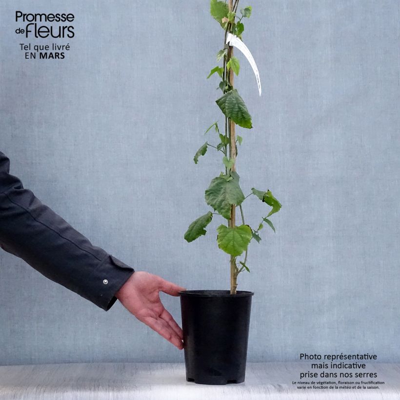 Abutilon  megapotamicum  3L/4L pot sample as delivered in spring