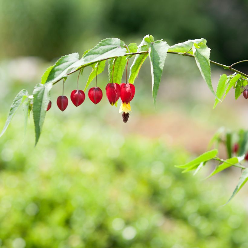 Abutilon megapotamicum (Flowering)