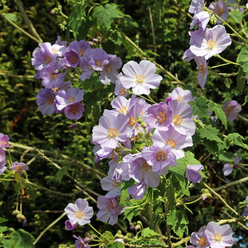 Abutilon vitifolium (Flowering)