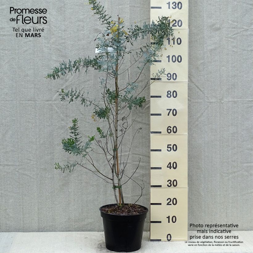 Acacia baileyana Songlines 6L/7L pot sample as delivered in spring