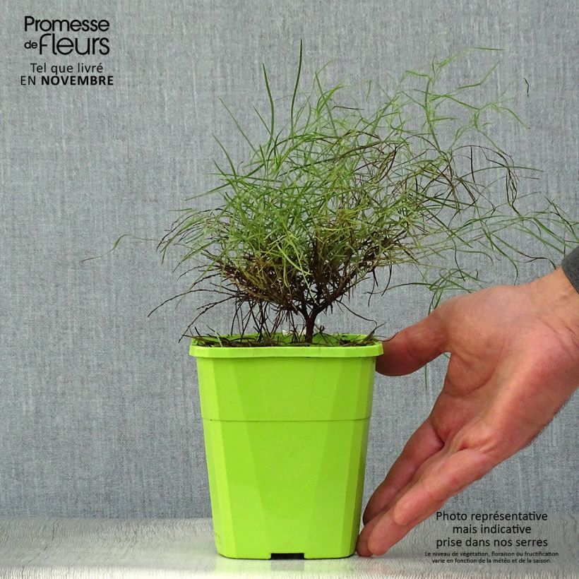 Acacia cognata Limelight 1L/1.5L pot sample as delivered in autumn