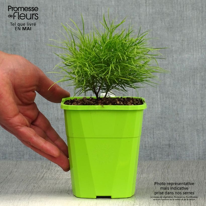 Acacia cognata Limelight 1L/1.5L pot sample as delivered in spring