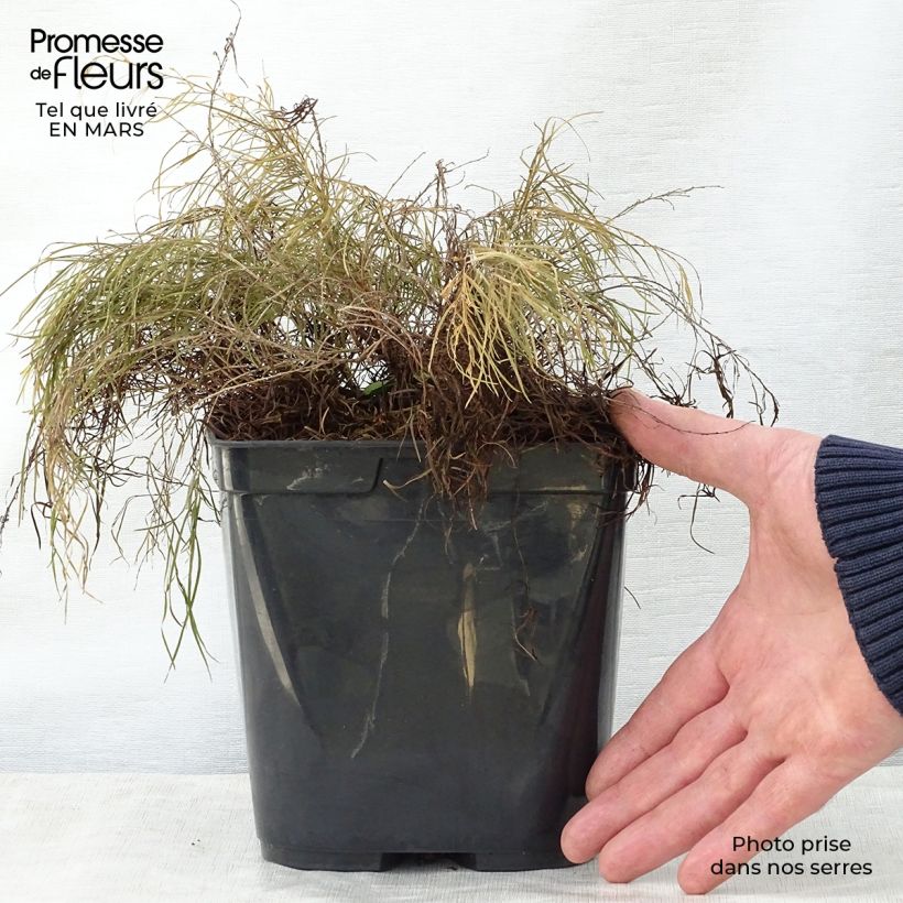 Acacia cognata Limelight 3L/4L pot sample as delivered in spring