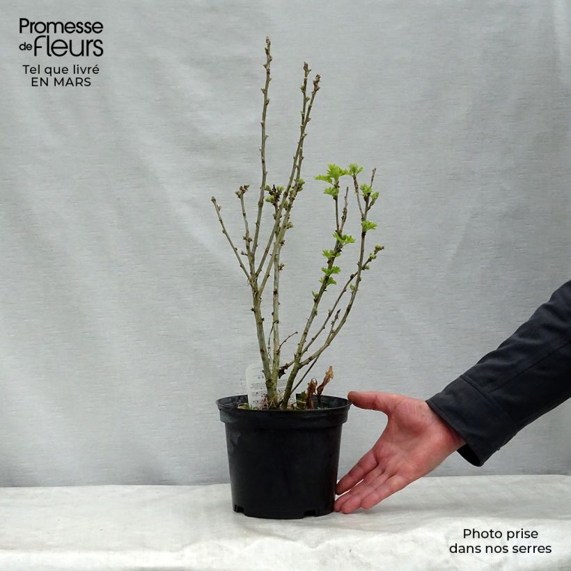 Caragana arborescens 2L/3L pot sample as delivered in winter