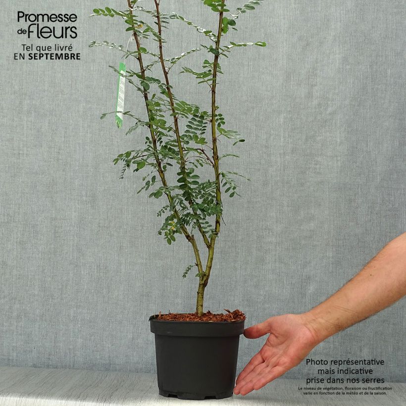 Caragana arborescens 2L/3L pot sample as delivered in autumn