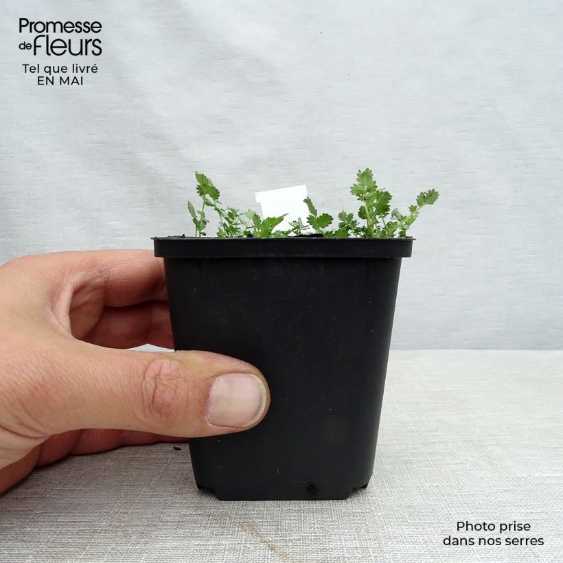 Acaena buchananii 8/9 cm pot sample as delivered in spring