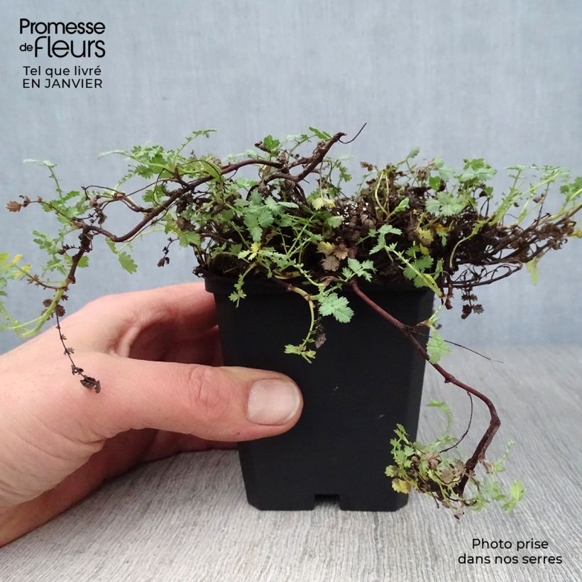 Acaena buchananii 8/9 cm pot sample as delivered in winter