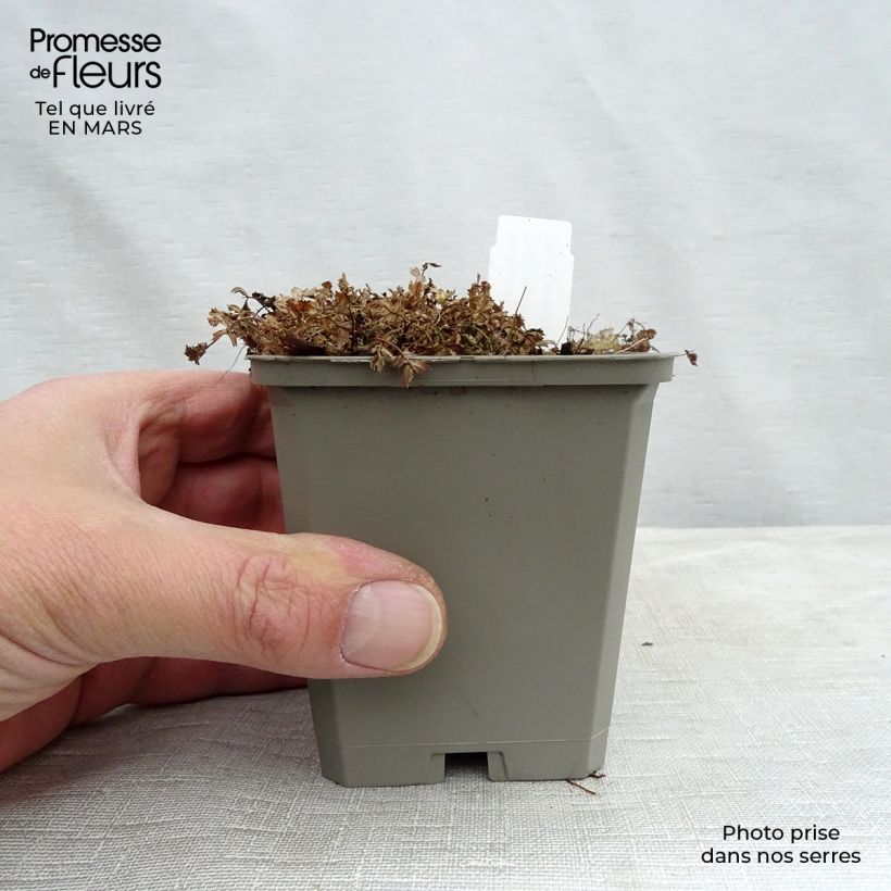 Acaena microphylla Kupferteppich 8/9 cm pot sample as delivered in spring