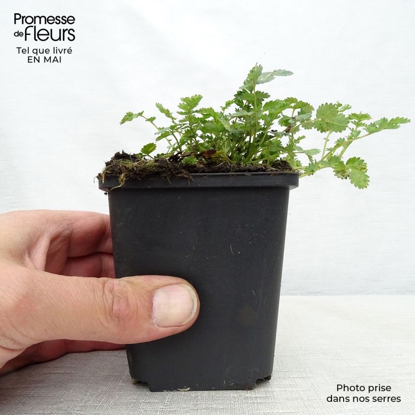 Acaena microphylla 8/9 cm pot sample as delivered in spring