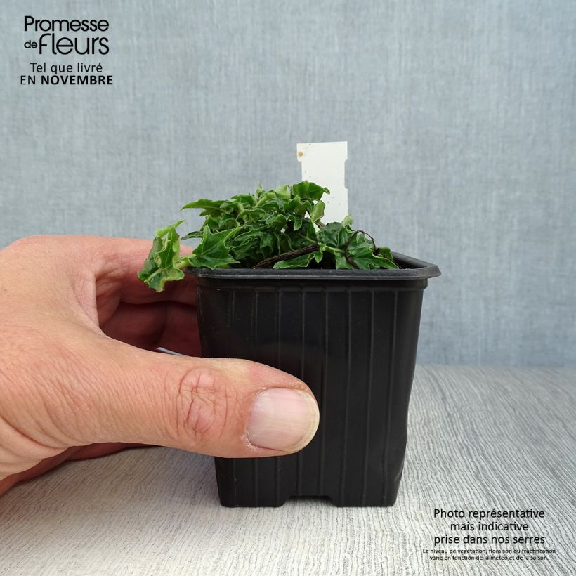 Acanthus hungaricus White Lips - Bear's Breech 8/9 cm pot sample as delivered in autumn