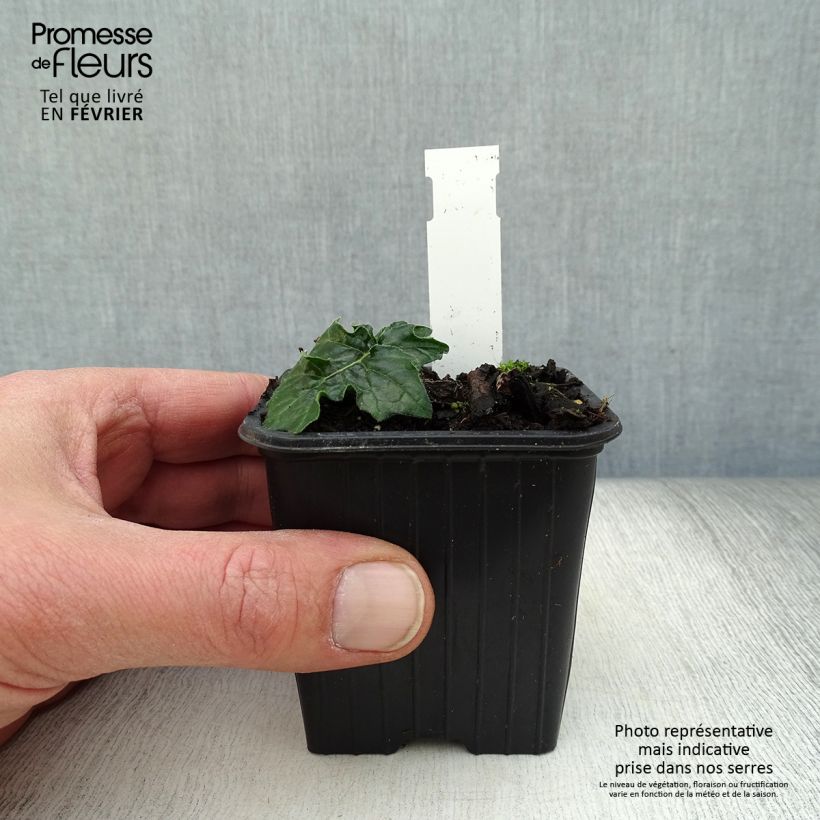 Acanthus hungaricus White Lips - Bear's Breech 8/9 cm pot sample as delivered in winter