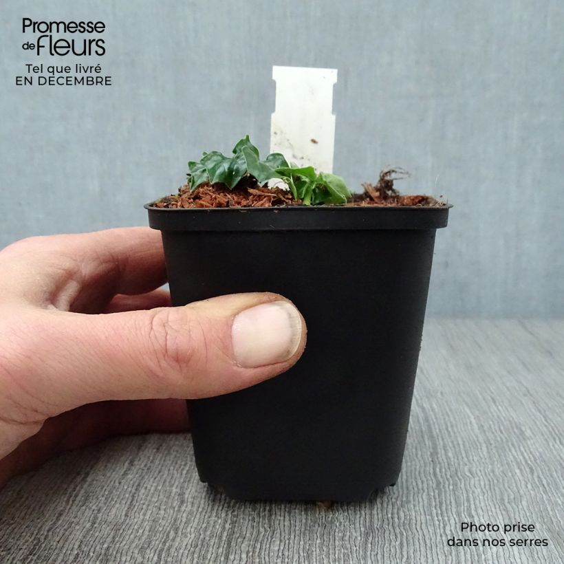 Acanthus Morning Candle - Bear's Breech 8/9 cm pot sample as delivered in winter