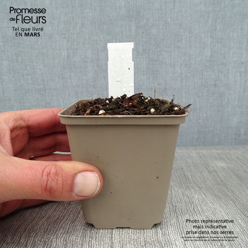 Acanthus mollis Latifolius - Bear's Breech 8/9 cm pot sample as delivered in winter