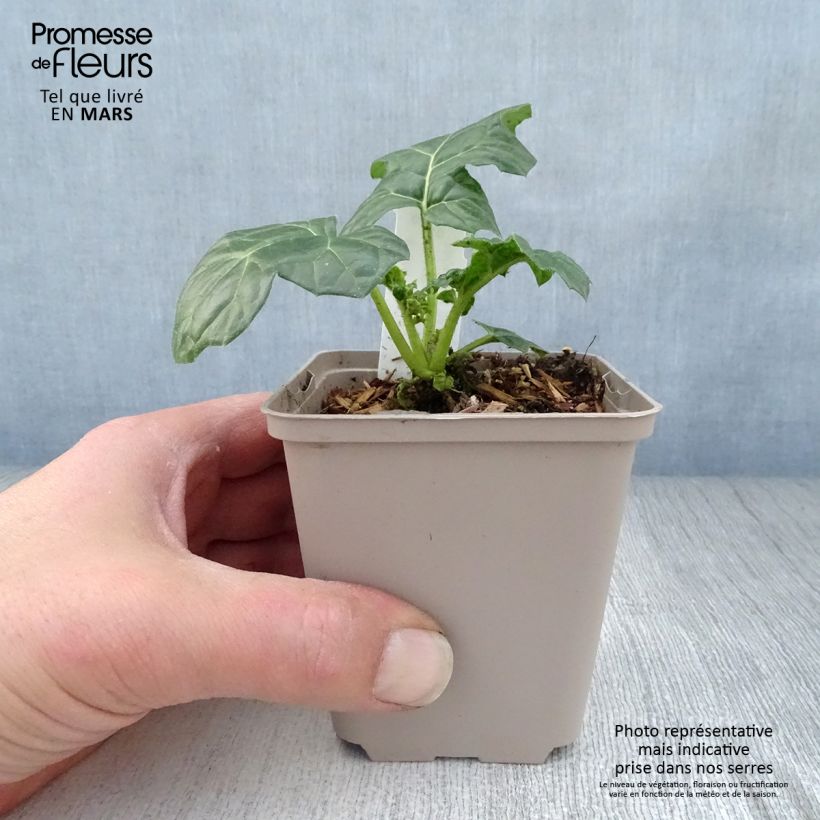 Acanthus mollis Latifolius - Bear's Breech 8/9 cm pot sample as delivered in spring