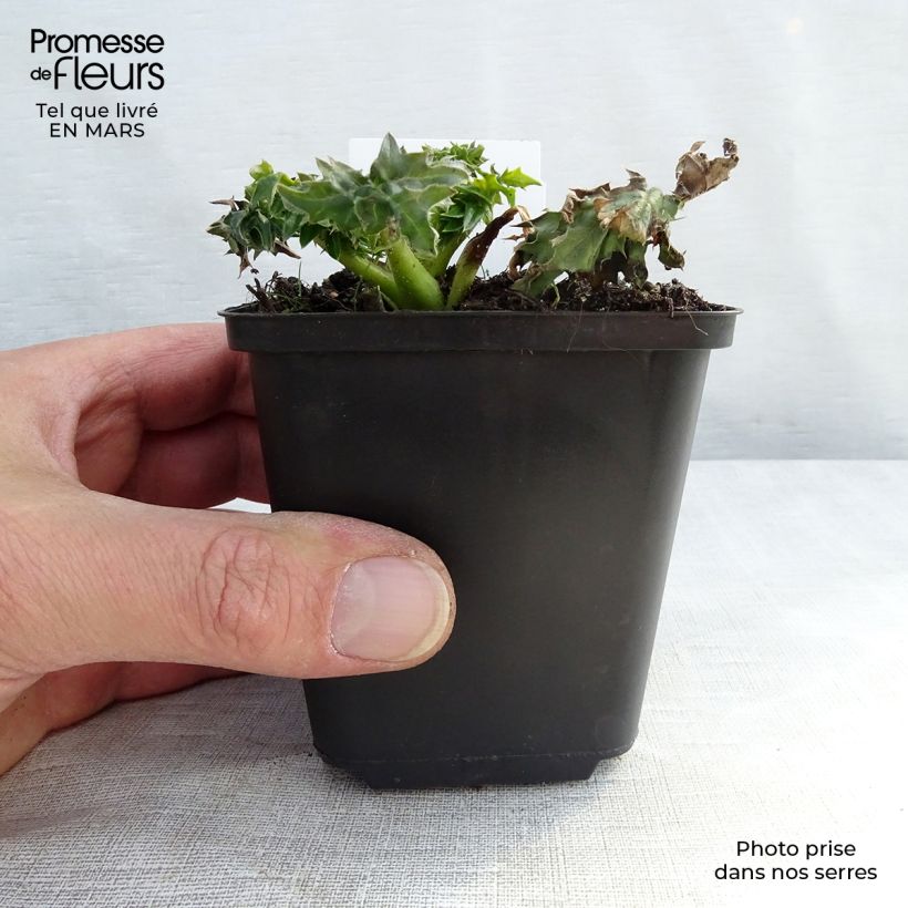 Acanthus spinosus - Bear's Breech 8/9 cm pot sample as delivered in winter