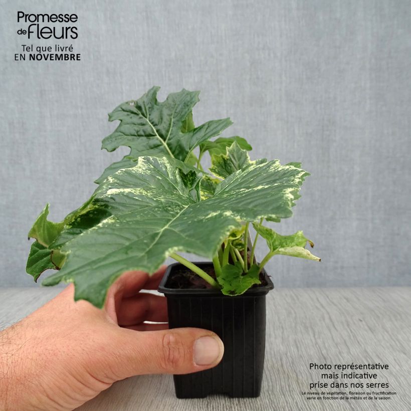 Acanthus mollis Whitewater - Bear's Breech 7/8 cm pot sample as delivered in autumn