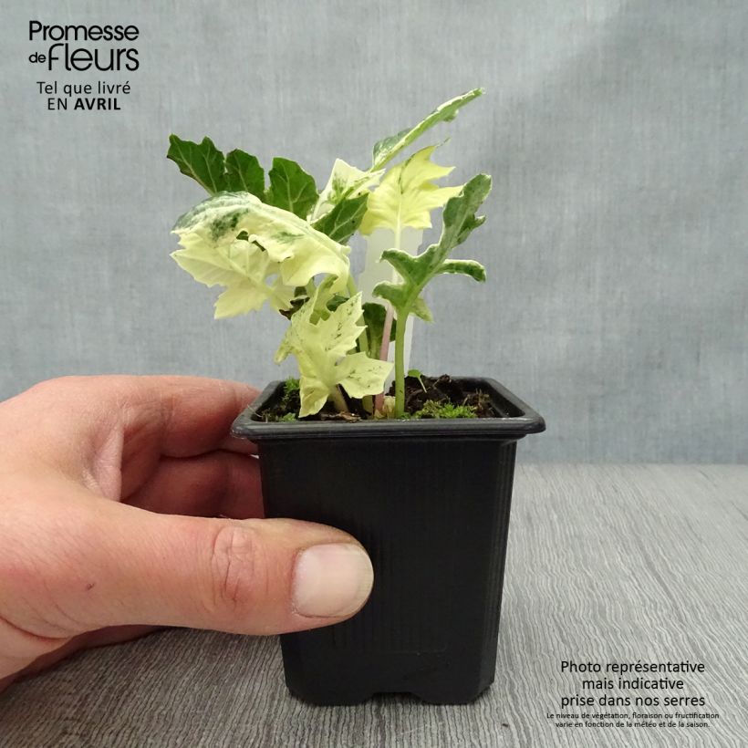 Acanthus mollis Whitewater - Bear's Breech 7/8 cm pot sample as delivered in spring