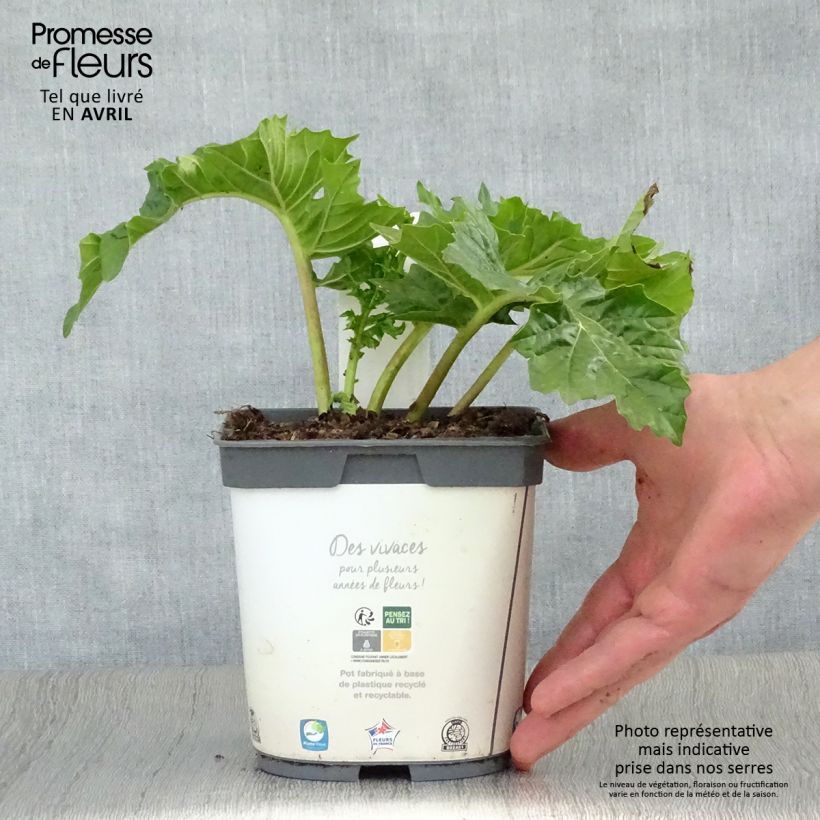 Acanthus mollis - Bear's Breech 2L/3L pot sample as delivered in spring