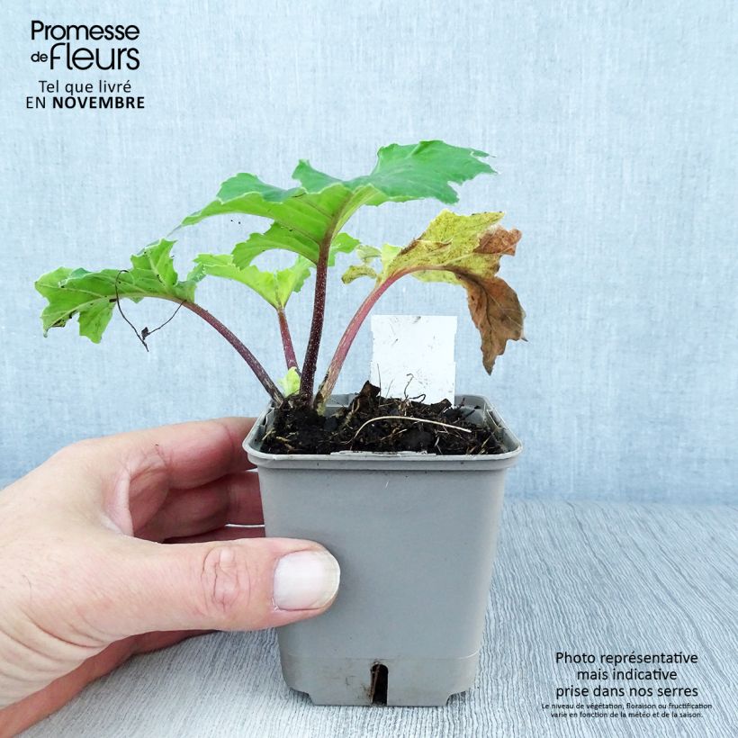 Acanthus mollis Hollards Gold - Bear's Breech 8/9 cm pot sample as delivered in autumn