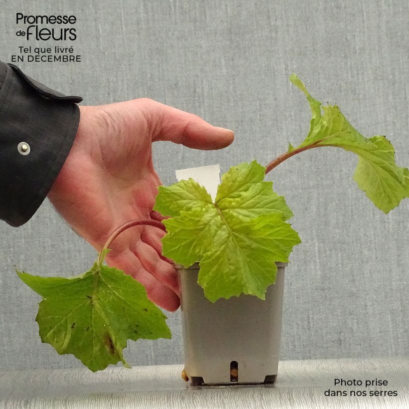 Acanthus mollis Hollards Gold - Bear's Breech 8/9 cm pot sample as delivered in winter