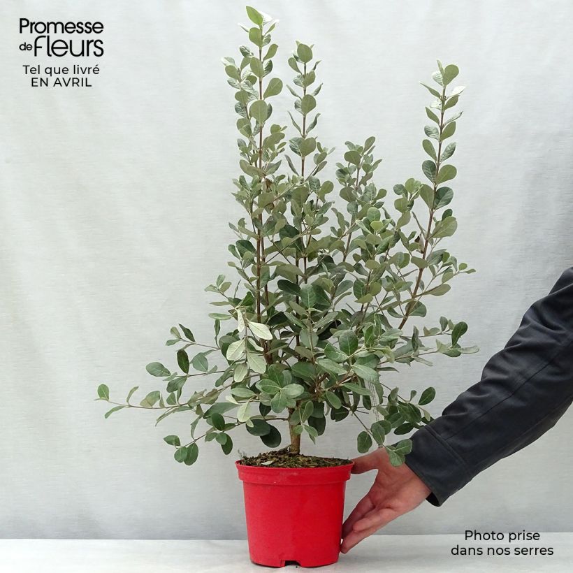Acca sellowiana 2L/3L pot sample as delivered in spring