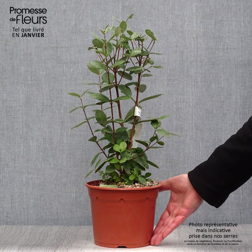 Acca sellowiana 2L/3L pot sample as delivered in winter