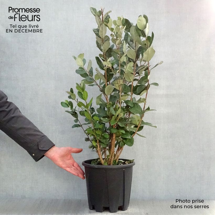 Acca sellowiana 7.5L/10L pot sample as delivered in winter