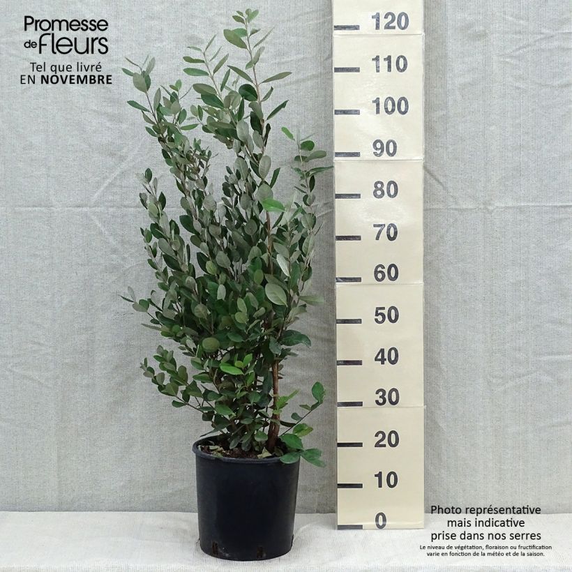 Acca sellowiana 7.5L/10L pot sample as delivered in autumn