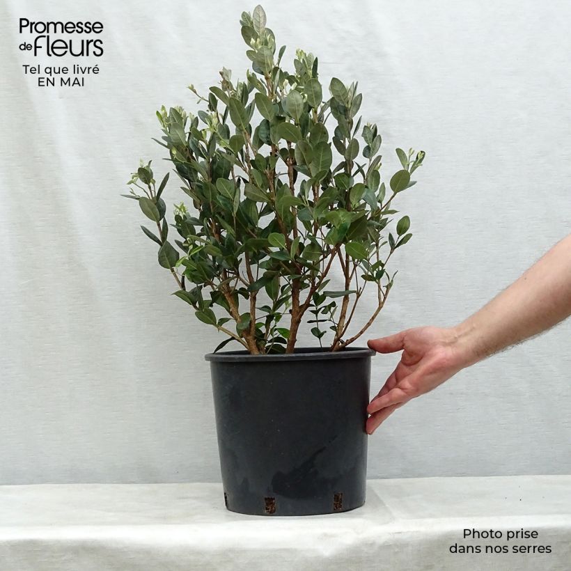 Acca sellowiana 7.5L/10L pot sample as delivered in spring