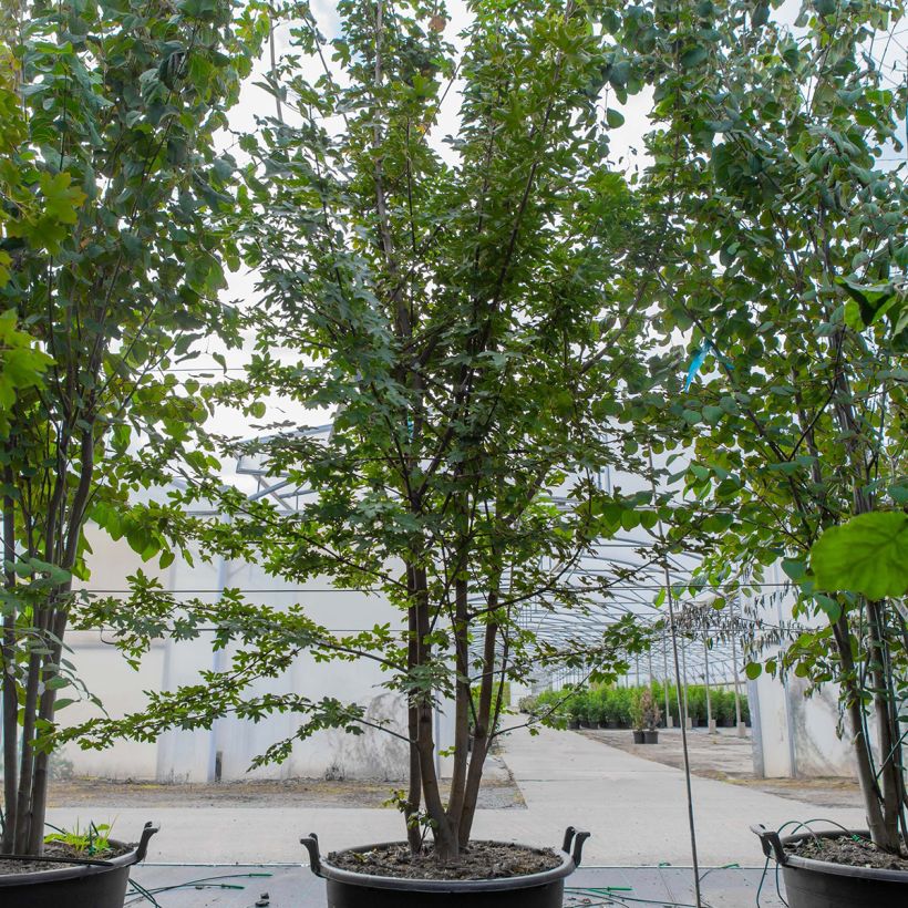 Acer campestre - Maple 70L/75L pot sample as delivered in spring