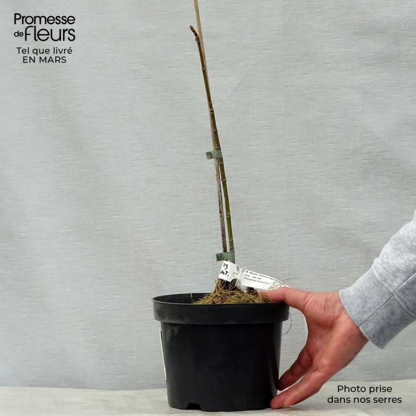 Acer macrophyllum - Big Leaf Maple 7.5L/10L pot sample as delivered in spring